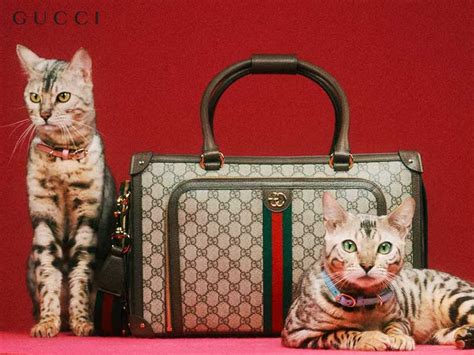 gucci kat|gucci pet store.